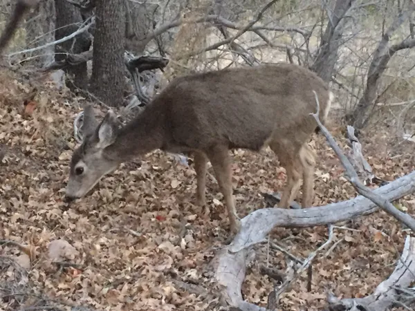 Zion National Park photo 296