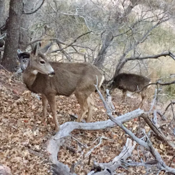 Zion National Park photo 297