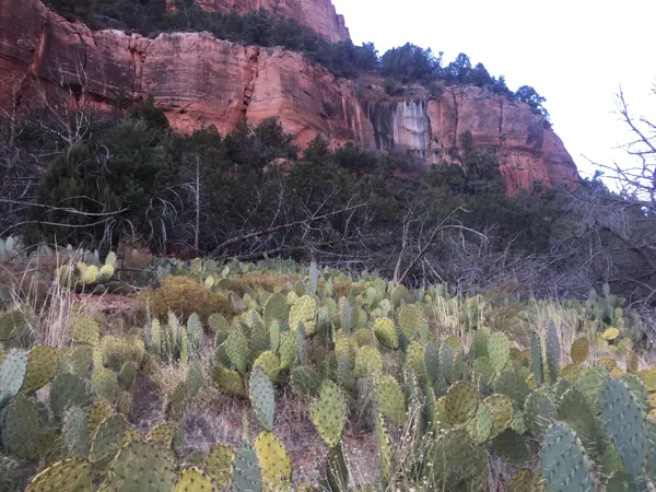 Zion National Park photo 302