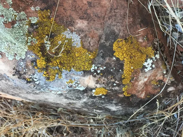 Zion National Park photo 304