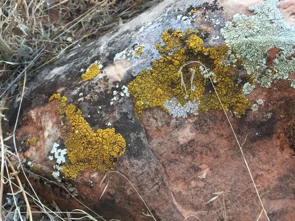 Zion National Park photo 305