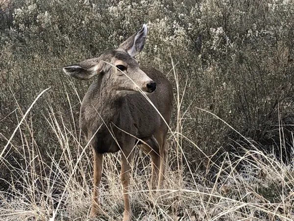 Zion National Park photo 313