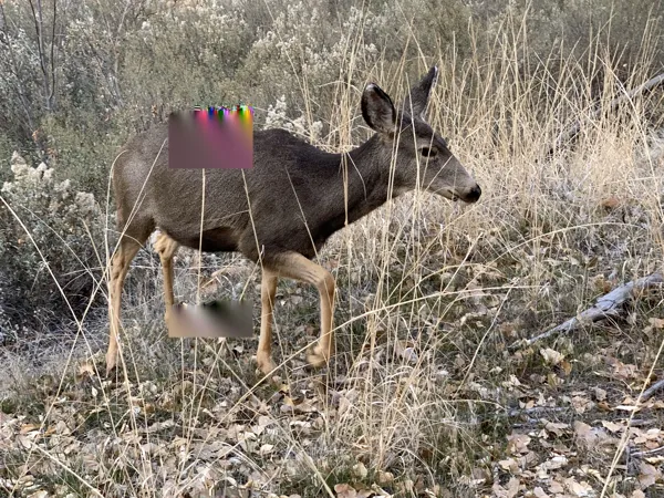 Zion National Park photo 323