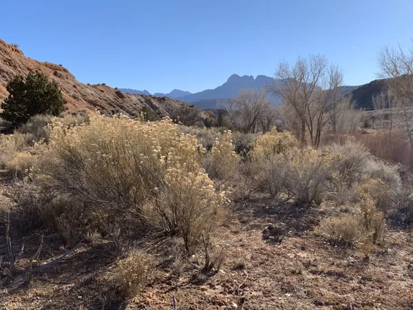 Zion National Park photo 328