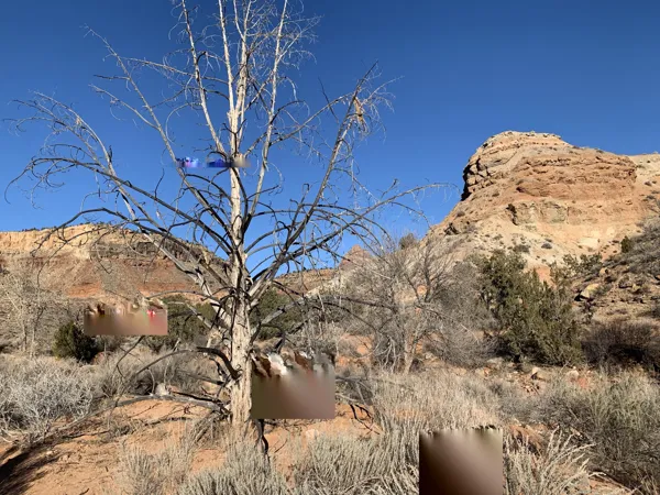 Zion National Park photo 332
