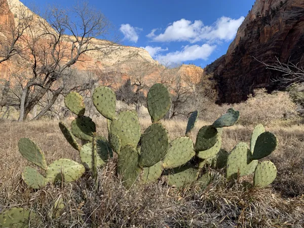 Zion National Park photo 344