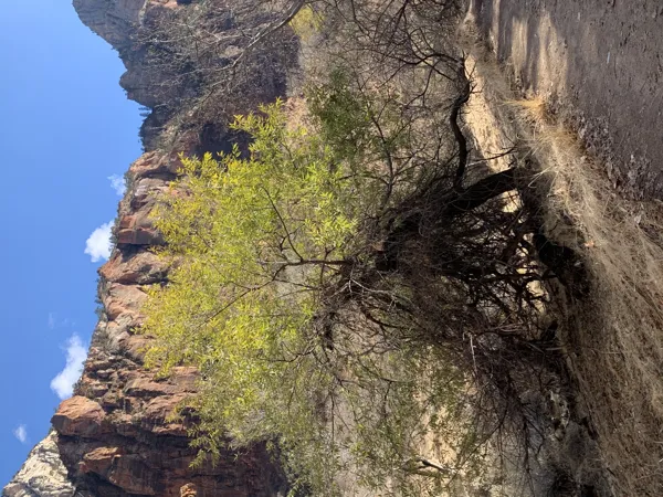 Zion National Park photo 383