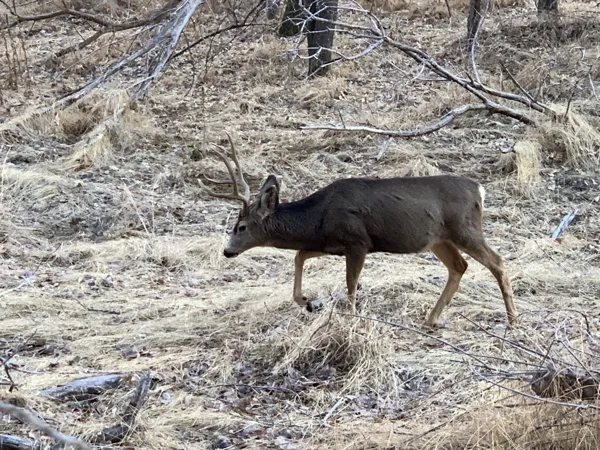 Zion National Park photo 389