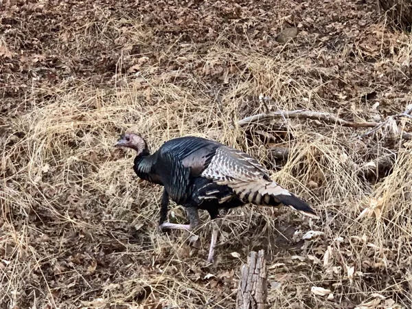 Zion National Park photo 390