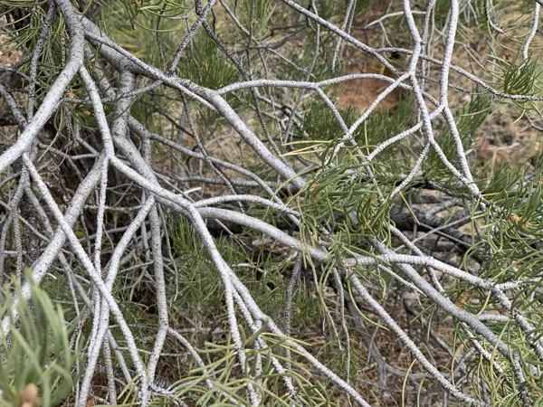 Zion National Park photo 402