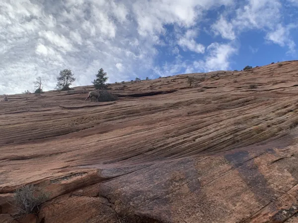 Zion National Park photo 445