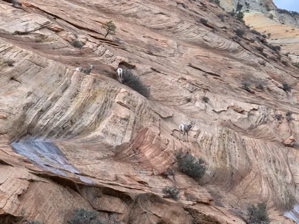 Zion National Park photo 446