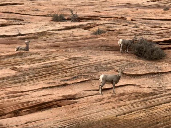 Zion National Park photo 447