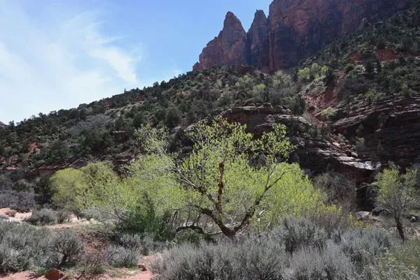 Zion National Park photo 449