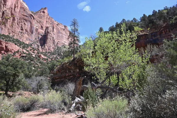 Zion National Park photo 454
