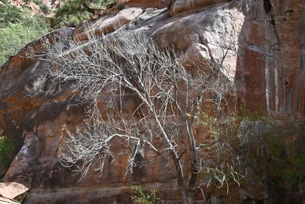Zion National Park photo 455