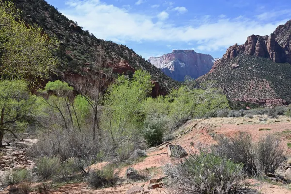 Zion National Park photo 457