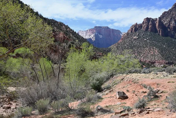 Zion National Park photo 458