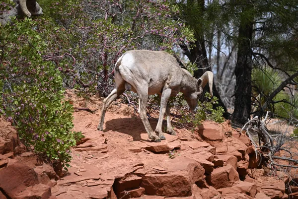 Zion National Park photo 466