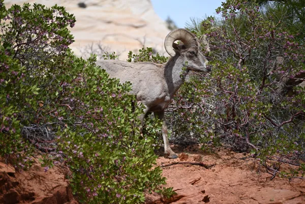 Zion National Park photo 467