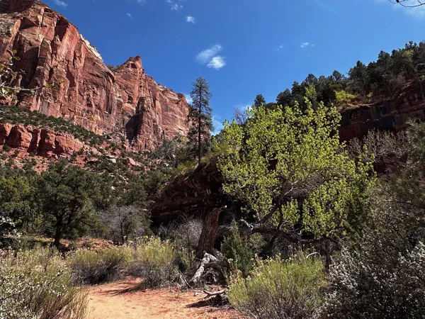 Zion National Park photo 471