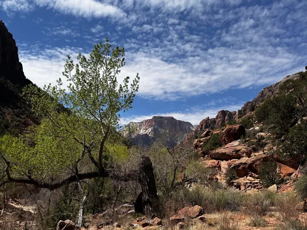 Zion National Park photo 472