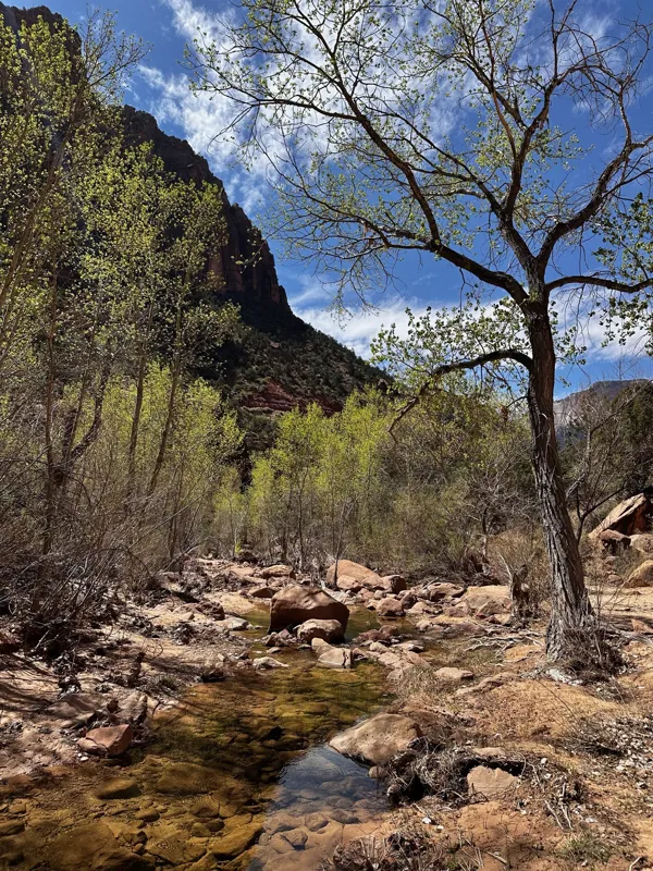 Zion National Park photo 473