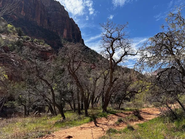 Zion National Park photo 474