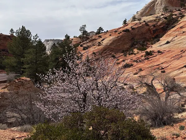 Zion National Park photo 475