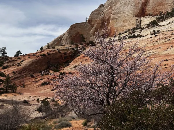 Zion National Park photo 476
