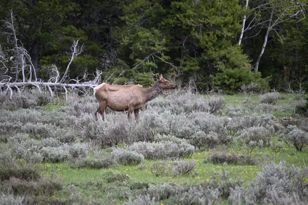 Grand Teton National Park photo 3