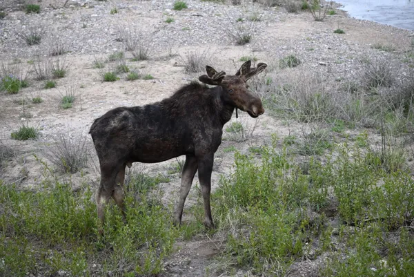 Grand Teton National Park photo 4