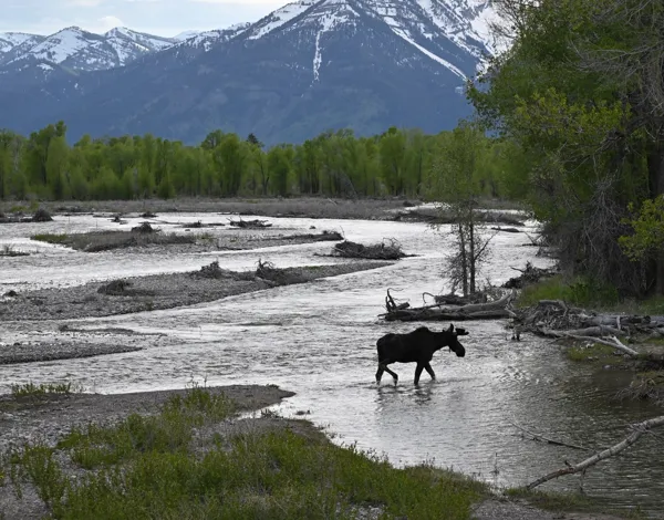 Grand Teton National Park photo 5