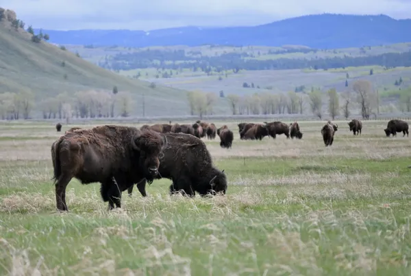 Grand Teton National Park photo 6