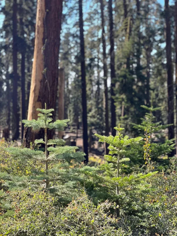 Kings Canyon National Park photo 9