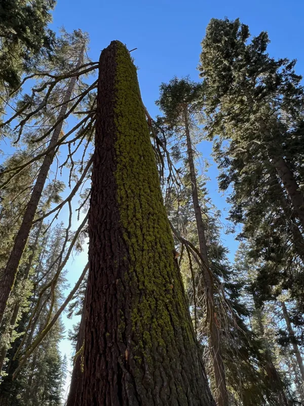 Kings Canyon National Park photo 10