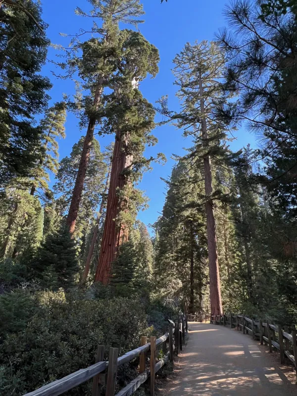 Kings Canyon National Park photo 101