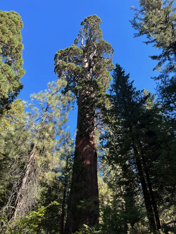 Kings Canyon National Park photo 113