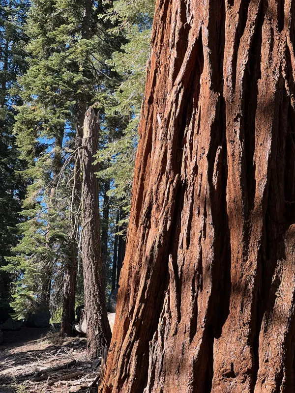 Kings Canyon National Park photo 118