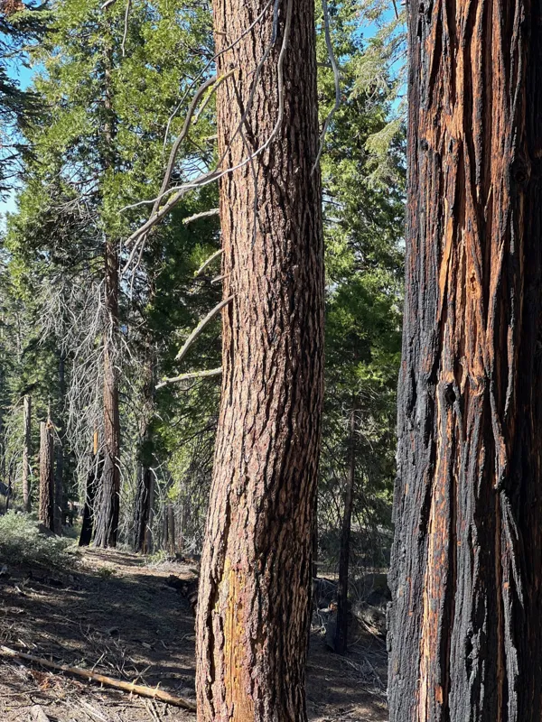 Kings Canyon National Park photo 121