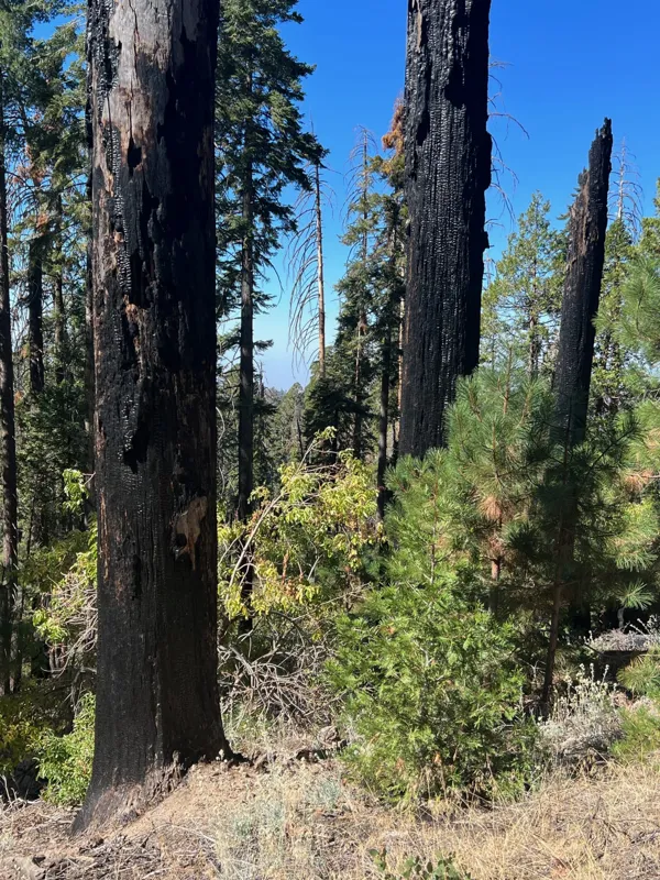 Kings Canyon National Park photo 122