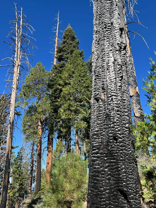 Kings Canyon National Park photo 124