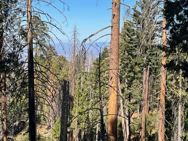Kings Canyon National Park photo 125