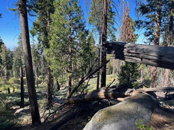 Kings Canyon National Park photo 127