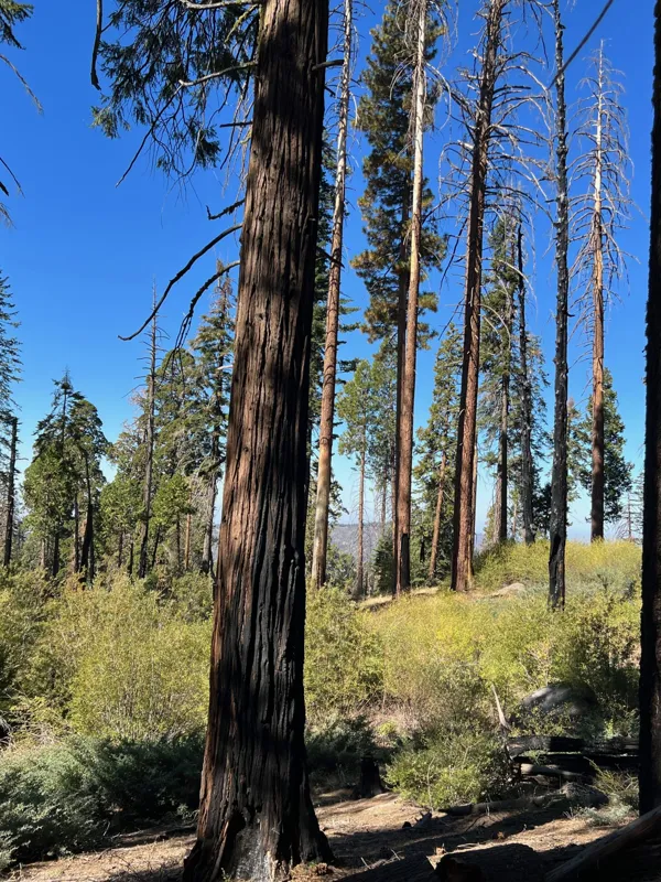 Kings Canyon National Park photo 128