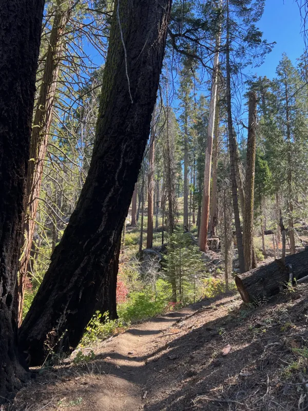 Kings Canyon National Park photo 130