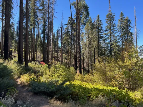 Kings Canyon National Park photo 131