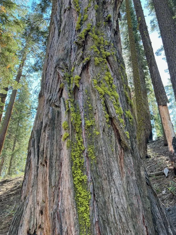 Kings Canyon National Park photo 132