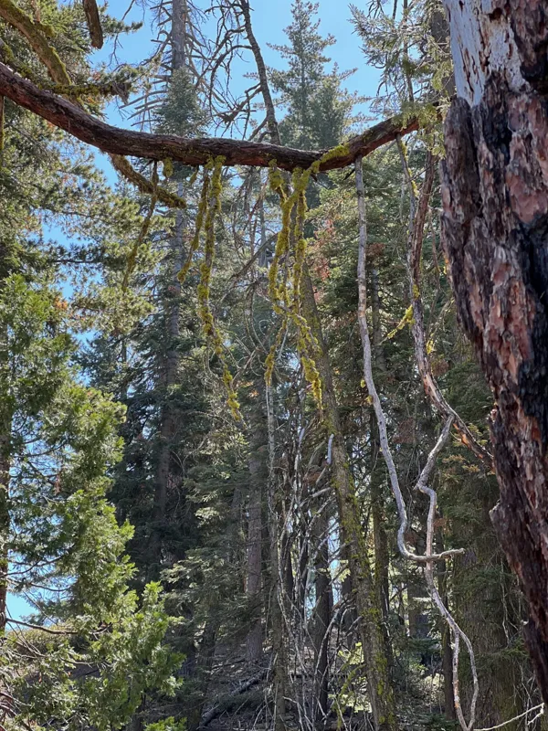 Kings Canyon National Park photo 133
