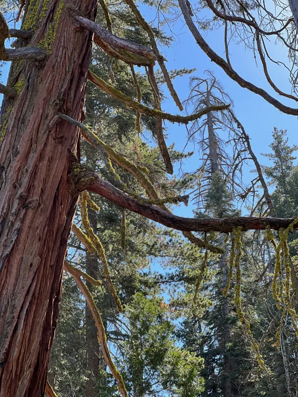 Kings Canyon National Park photo 134